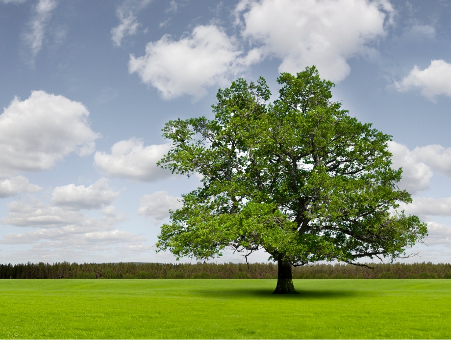 Eiche Baum